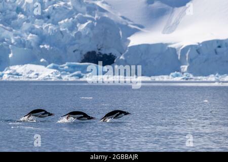 Manchots gentoo adultes (Pygoscelis papouasie), marsouins dans la mer pour se nourrir, Paradise Bay, Antarctique, régions polaires Banque D'Images