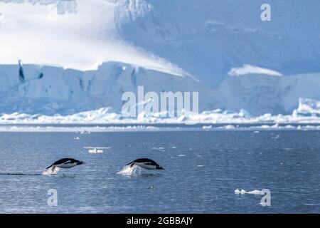 Manchots gentoo adultes (Pygoscelis papouasie), marsouins dans la mer pour se nourrir, Paradise Bay, Antarctique, régions polaires Banque D'Images