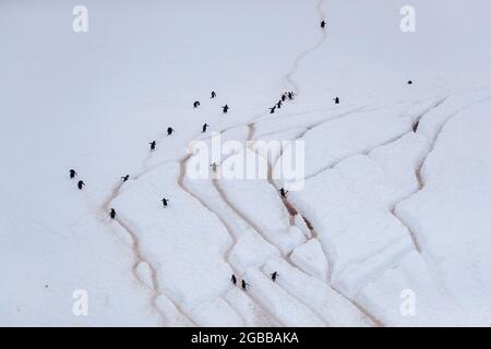 Manchots gentoo adultes (Pygoscelis papouasie), marchant sur les autoroutes des pingouins, l'île Danco, l'Antarctique, les régions polaires Banque D'Images