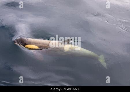 Épaulard de l'écotype Little B (Orcinus orca), surfaçage dans le détroit de Gerlache, Antarctique, régions polaires Banque D'Images