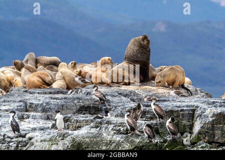 Un lion de mer sud-américain adulte (Otaria flavescens), qui repose parmi les femelles adultes près d'Ushuaia, en Argentine, en Amérique du Sud Banque D'Images