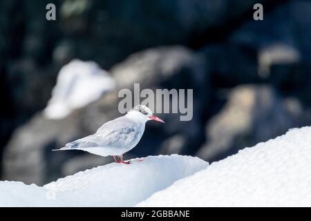 Sterne arctique (Sterna paradisaea) adulte non reproductrice sur la glace dans la baie Paradise, Antarctique, régions polaires Banque D'Images