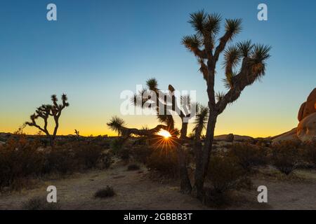 Joshua Tree (Yucca brevifolia), Parc national de Joshua Tree, désert de Mojave, Californie, États-Unis d'Amérique, Amérique du Nord Banque D'Images