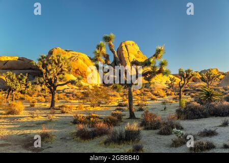 Joshua Tree (Yucca brevifolia), Parc national de Joshua Tree, désert de Mojave, Californie, États-Unis d'Amérique, Amérique du Nord Banque D'Images