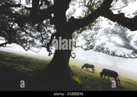 Bétail broutant dans la brume à l'intérieur de l'ancienne forêt Laurissilva de Fanal, île de Madère, Portugal, Atlantique, Europe Banque D'Images