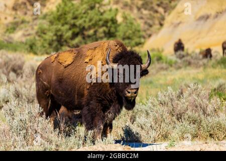 Bisons qui bisons le long de l'unité nord du parc national Theodore Roosevelt, Dakota du Nord, États-Unis d'Amérique, Amérique du Nord Banque D'Images