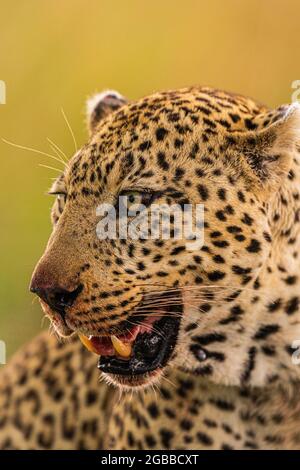 Un léopard (Panthera pardus) dans la réserve nationale de Maasai Mara, Kenya, Afrique de l'est, Afrique Banque D'Images