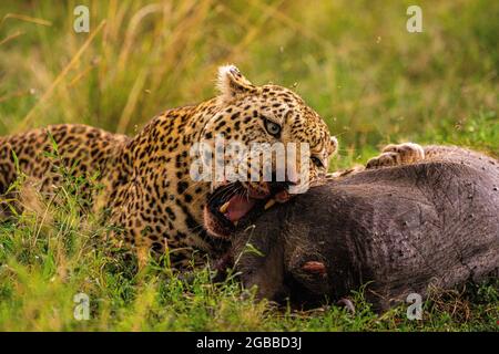 Un léopard (Panthera pardus) manger un warthog dans la réserve nationale de Maasai Mara, Kenya, Afrique de l'est, Afrique Banque D'Images