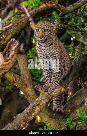 Un léopard (Panthera pardus) assis dans un arbre dans la réserve nationale de Maasai Mara, Kenya, Afrique de l'est, Afrique Banque D'Images