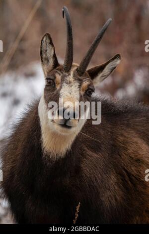 Chamois alpin (Rupicapra rupicapra), Parc national du Gran Paradiso, Vallée d'Aoste, Italie, Europe Banque D'Images