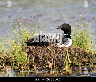 Le Loon commun avec un bébé de jour poussait sous ses ailes de plumes sur le nid protégeant et prenant soin du bébé dans son environnement et son habitat. Banque D'Images