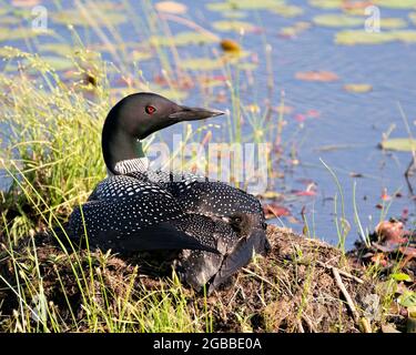 Le Loon commun avec un bébé de jour poussait sous ses ailes de plumes sur le nid protégeant et prenant soin du bébé dans son environnement et son habitat. Loon M Banque D'Images