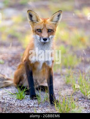 Renard roux assis et regardant la caméra avec un arrière-plan de feuillage flou dans son habitat et son environnement. Image. Portrait. Fox image. Banque D'Images