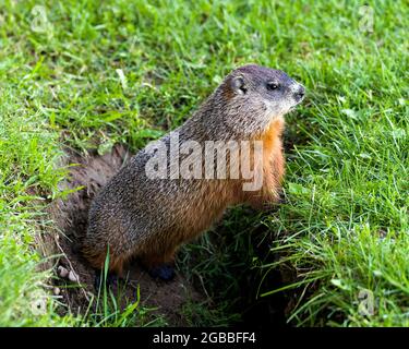 Vue rapprochée de la marmotte à l'entrée de son terrier debout et regardant les côtés avec le fond de l'herbe dans son environnement et son habitat environnant. Banque D'Images