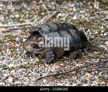 Vue en gros plan de la tortue aimantée marchant sur du gravier dans son environnement et son habitat, montrant une carapace de tortue et une bouche ouverte. Image de tortue. Banque D'Images