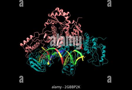 Structure de la transcriptase inverse du VIH-1 en complexe avec RNADNA et Nevirapine (rouge), modèle de dessin animé 3D, schéma de couleur des chaînes, basé sur PDB 4puo Banque D'Images