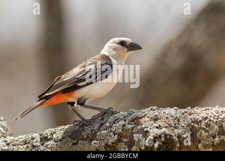 Buffalo Weaver à tête blanche - Dinemellia dinemelli, magnifique tisserand spécial des bois, buissons et jardins d'Afrique de l'est, Éthiopie. Banque D'Images