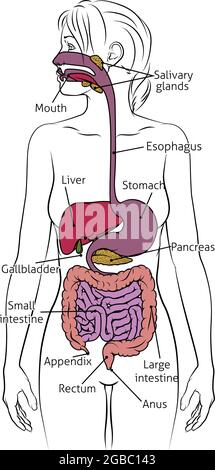 Système digestif humain Femme Schéma anatomique Illustration de Vecteur