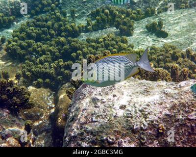 Sigianus Gutatus, Koh Tao, Thaïlande Banque D'Images