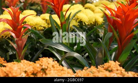 Décoration de fleurs pour le nouvel an chinois. Parterre à fleurs rouge jaune provenant de chrysanthème, d'hortensia et de guzmania. Fleur multicolore d'exoti juteux Banque D'Images