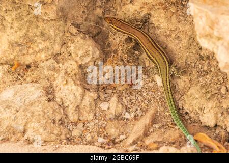 Podarcis hispanicus, mur espagnol Lizard Banque D'Images