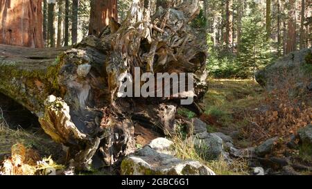 Racines de séquoia déchu, tronc géant d'arbre de séquoia dans la forêt. Le pin conifères déraciné se trouve dans le parc national de la Californie du Nord, aux États-Unis. Environ Banque D'Images