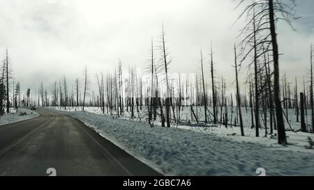 Après un incendie de forêt, des arbres carbonisés brûlés aux États-Unis. Bois de conifères noir sec brûlé après conflagration. Le bois endommagé a été parché à Bryce, vers le sud Banque D'Images