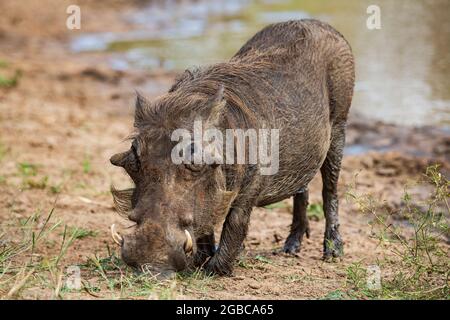 Vue de face d'un warthog commun Phacochoerus africanus se nourrissant de l'herbe, Parc national Kruger, Afrique du Sud Banque D'Images