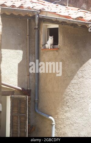 Chat blanc intrépide assis au bord d'une fenêtre dans un village du sud de la France Banque D'Images