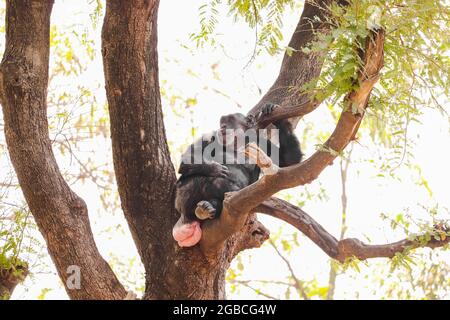 APE assis sur l'arbre Banque D'Images