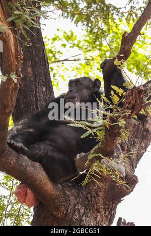 APE assis sur l'arbre Banque D'Images