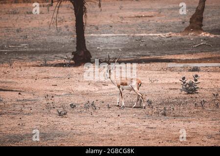 Deer marchant sur terre au zoo Banque D'Images