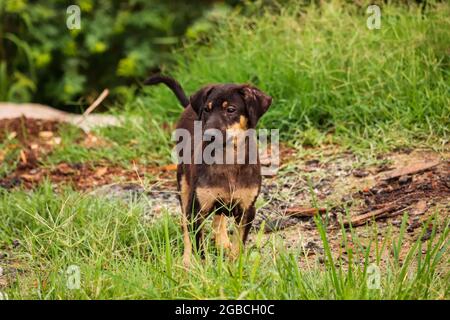 Chien assis sur le sol dans l'herbe Banque D'Images