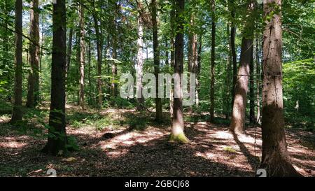 La lumière du soleil brille dans la forêt verte de grands arbres dans le Bade-Wurtemberg, Allemagne Banque D'Images