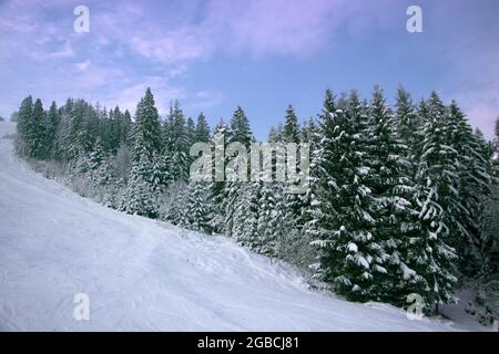 Les pins sur une pente de montagne en hiver sont couverts de neige. Banque D'Images