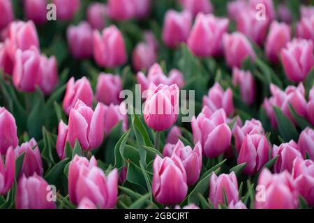 Concentration sélective de tulipes qui poussent sur une plantation. Blanc violet, belles fleurs de printemps Banque D'Images