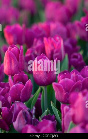 Mise au point sélective, tulipe violette sur un champ de la berceuse. Photo verticale de belles fleurs de printemps Banque D'Images