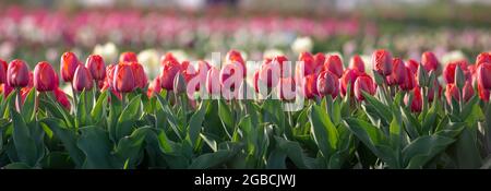 Panorama de tulipes rouges sur un fond flou de fleurs colorées Banque D'Images