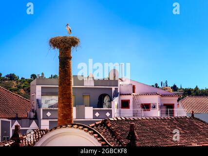 Ciconies blanches européennes nichent Ciconia ciconia sur une cheminée un ciconté en résidence contre un ciel bleu clair. Silves dans la région de l'Algarve au Portugal Banque D'Images