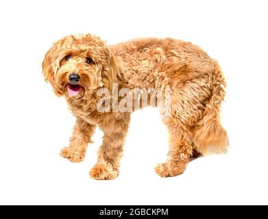 Charlie a un an un coq de couleur ocre spaniel x coq crossbreed chien ou coq sur un fond blanc Banque D'Images