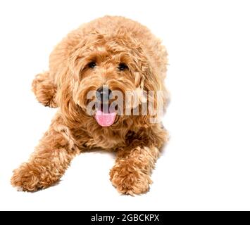 Charlie a un an un coq de couleur ocre spaniel x coq crossbreed chien ou coq sur un fond blanc Banque D'Images