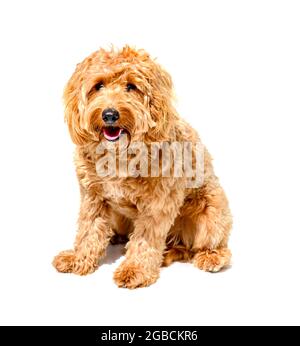 Charlie a un an un coq de couleur ocre spaniel x coq crossbreed chien ou coq sur un fond blanc Banque D'Images