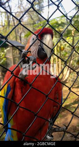 Perroquet Macaw dans la cage au zoo Banque D'Images