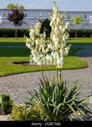 Yucca décoratif, fleurs dans le jardin de l'arrière-cour Banque D'Images
