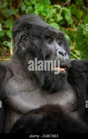 chef de famille mâle gorilla silverback Banque D'Images