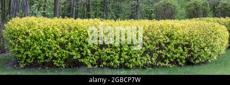 Spiraea japonica, panorama de la plantation d'arbustes dans le jardin. Banque D'Images