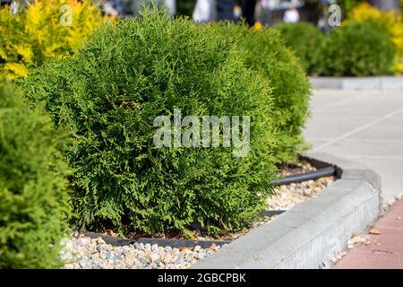 petits arborvitae sphériques dans le parc en gros plan Banque D'Images