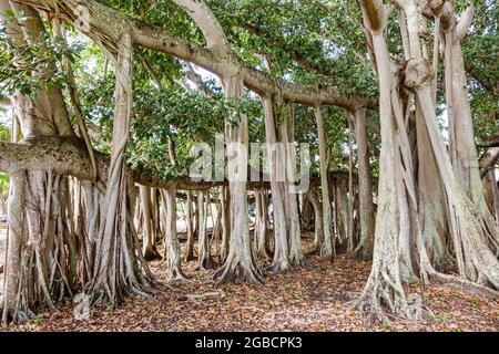 Fort ft. Myers Florida, Thomas Edison et Henry Ford Winter Estates musée historique, géant banyan Tree adventitive prop Roots Ficus benghalensis, Banque D'Images