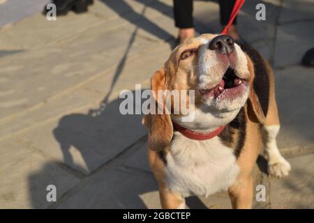 Labrador brun et blanc en aboyant street Banque D'Images