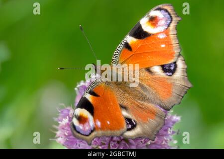 Peacock papillon sur fleur Allium, Aglais io Inachis io Wings yeux Banque D'Images